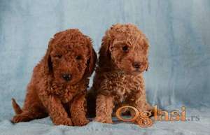 Crvena Toy / Patuljasta Pudla